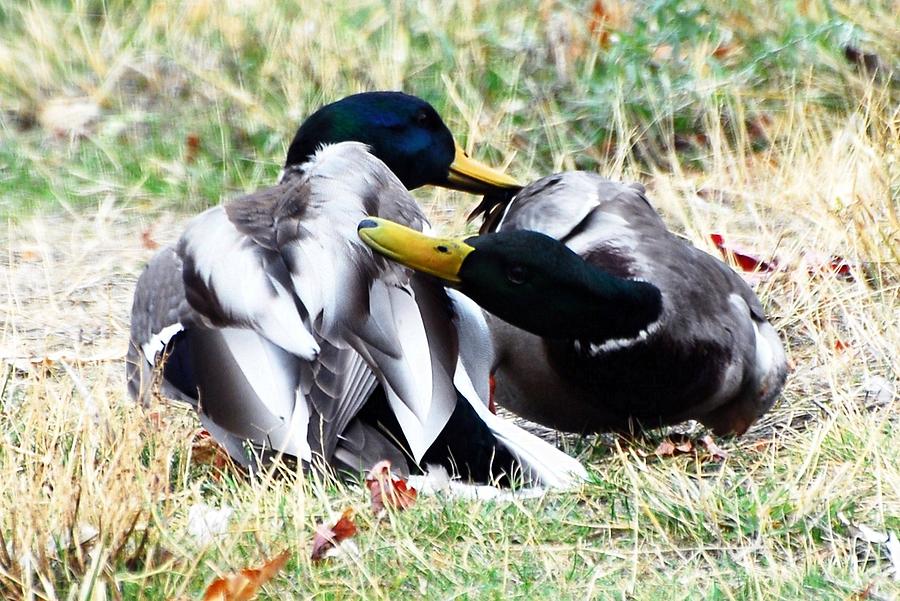 Duck Photograph - Ducks Doing Battle by Don Mann