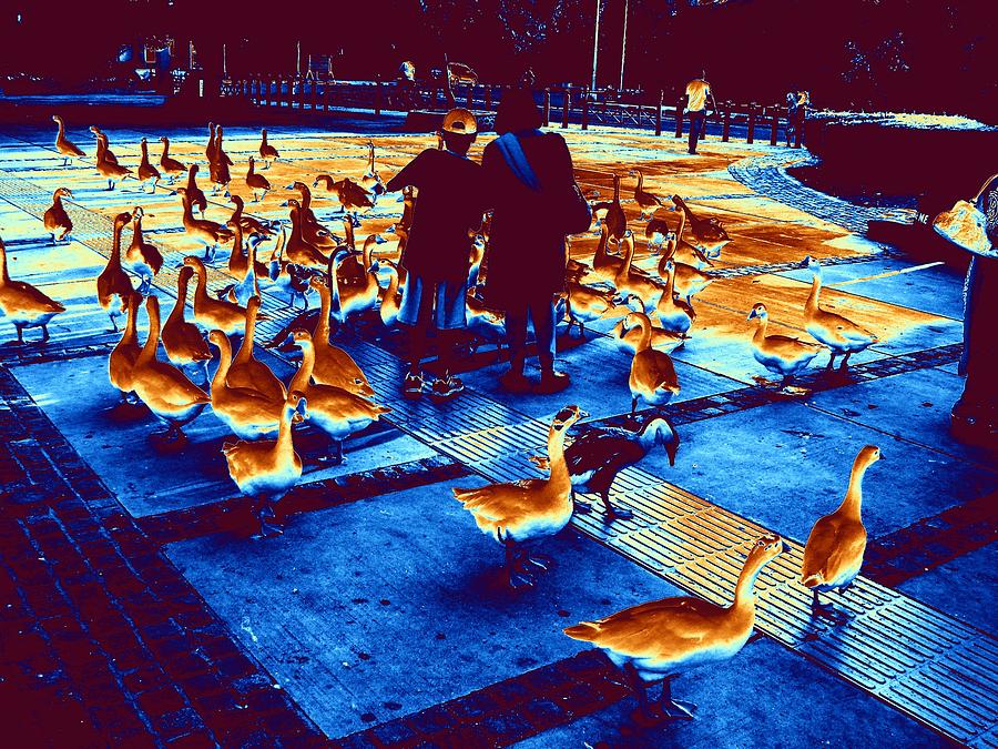 Ducks Ducks And Ducks-3 Photograph by Anand Swaroop Manchiraju