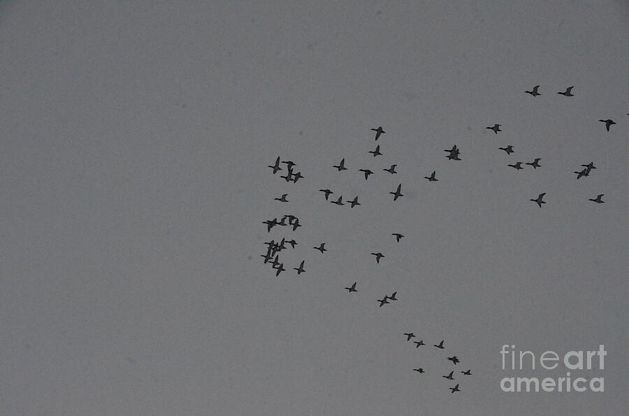 Ducks fly high overhead Photograph by Randy J Heath