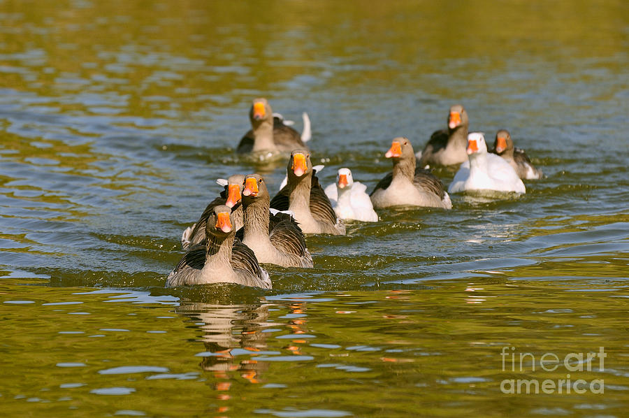 Greek Photograph - Ducks formation by George Atsametakis