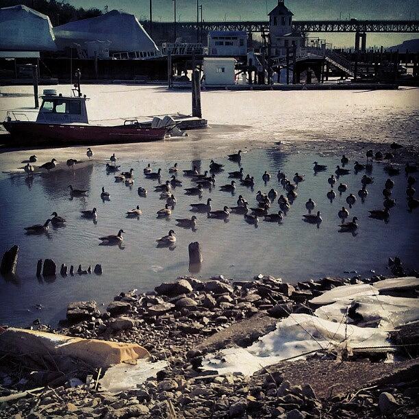 Winter Photograph - #ducks Gotta #swim #tarrytown #harbor by Antonio DeFeo