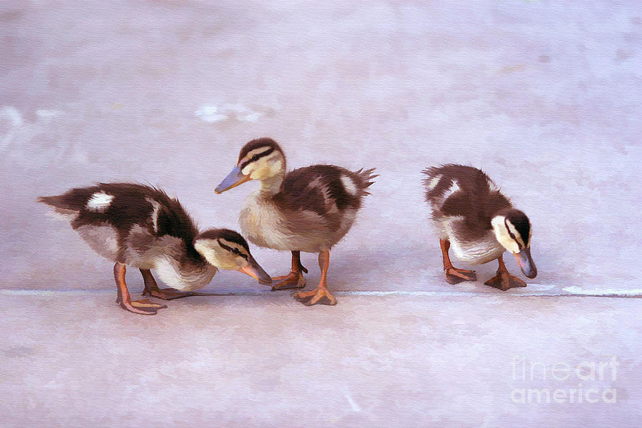Duck Photograph - Ducks In A Row by Clare VanderVeen