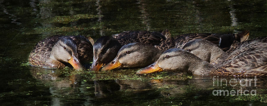 Ducks In a Row Photograph by Jan Piller
