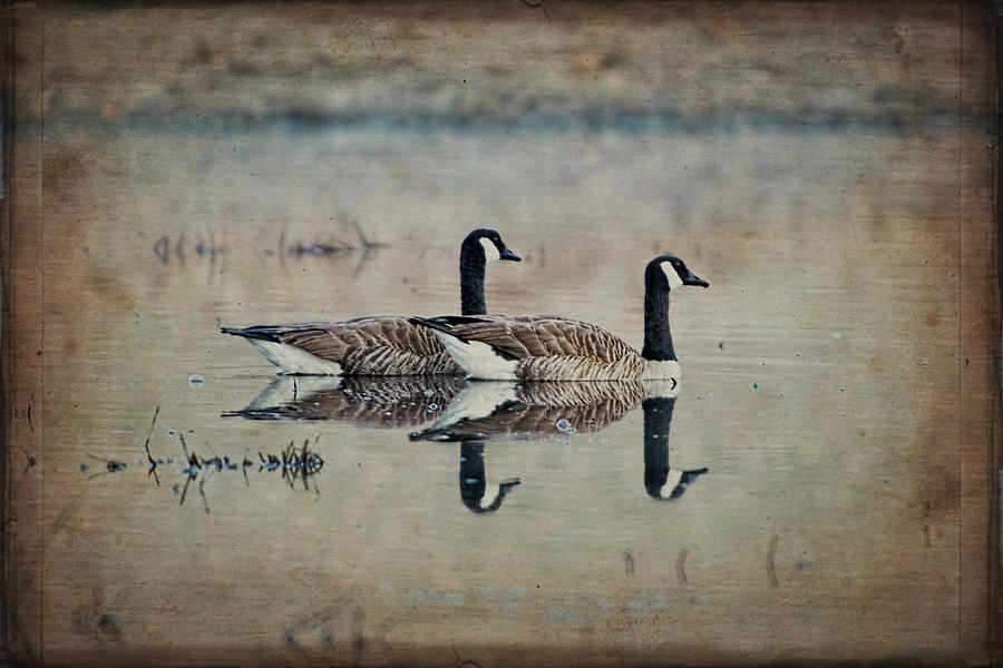Ducks in a Row Photograph by Jean-Pierre Ducondi