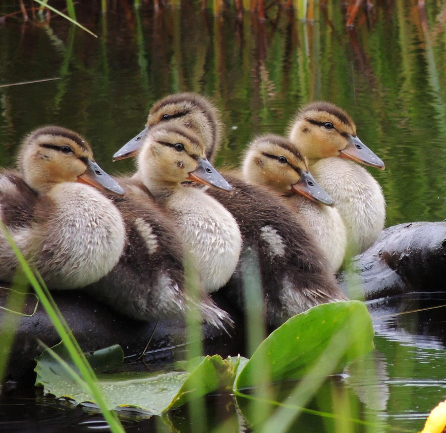 Nature Photograph - Ducks in a row by Karen Horn