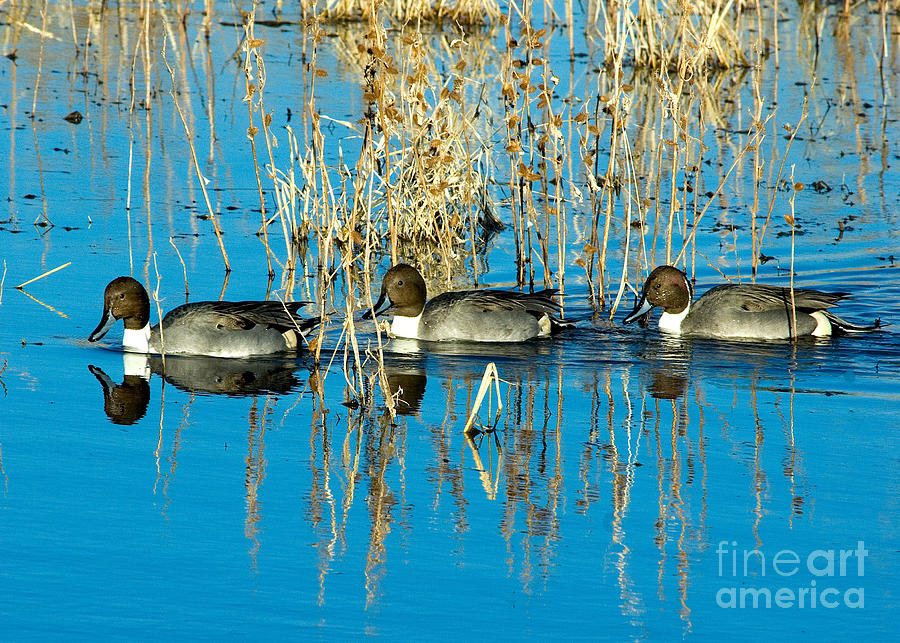 Ducks in a Row Photograph by Mae Wertz