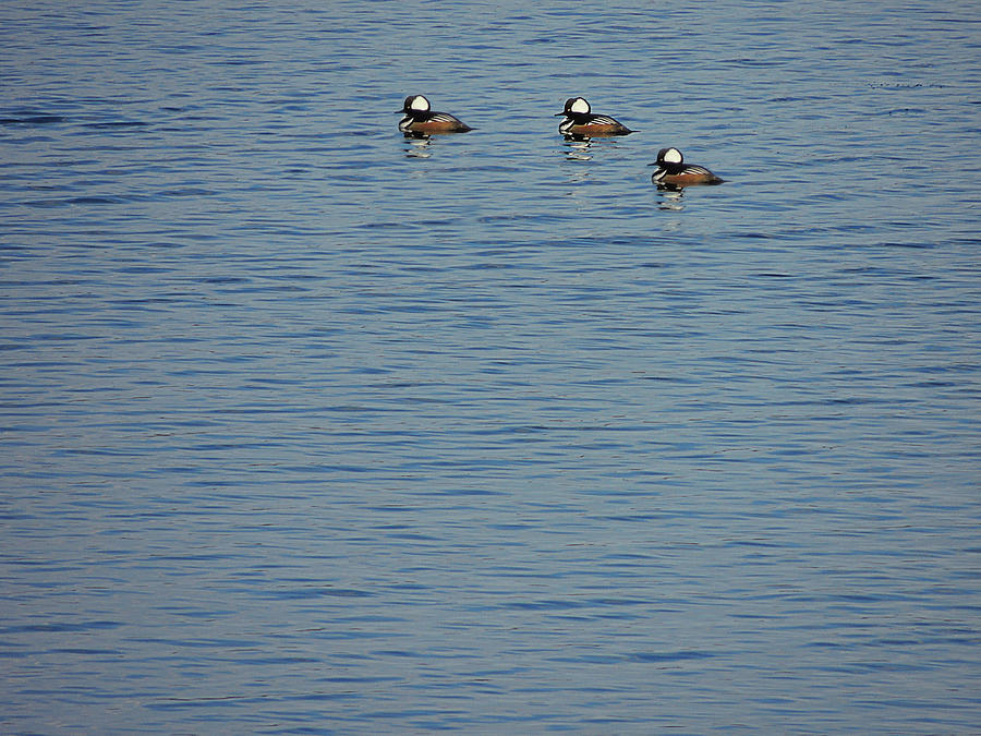 Ducks in a Row Photograph by Mim White