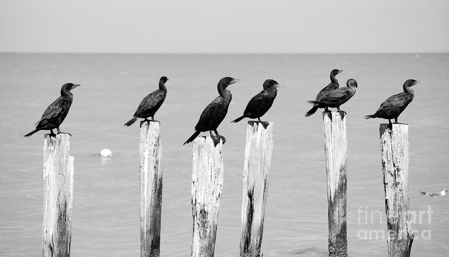 Ducks in a Row on Pier Pylons Cozumel Mexico Black and White Photograph by Shawn OBrien