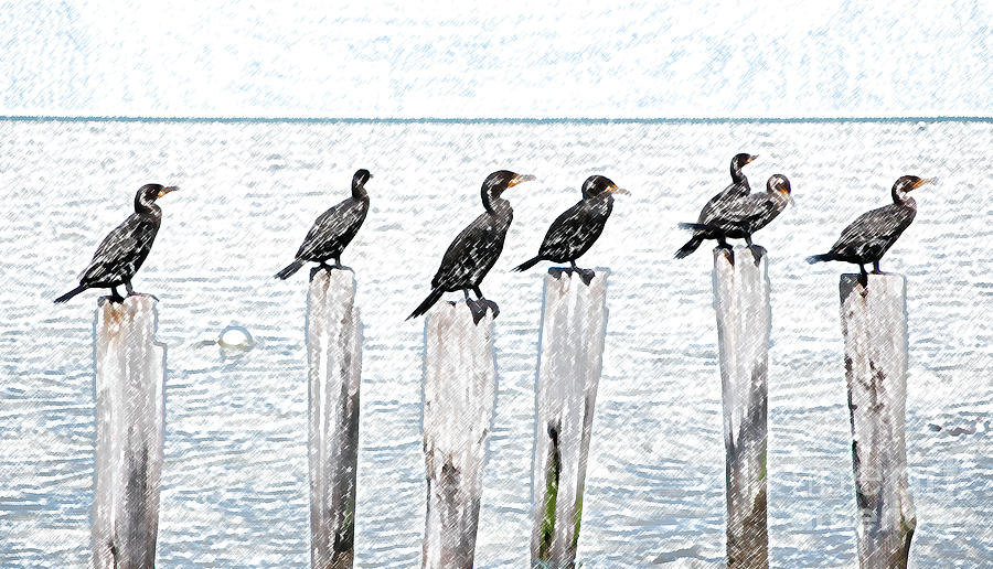 Ducks in a Row on Pier Pylons Cozumel Mexico Colored Pencil Digital Art Digital Art by Shawn OBrien