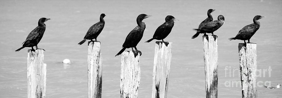 Ducks in a Row on Pier Pylons Cozumel Mexico Panoramic Black and White Photograph by Shawn OBrien