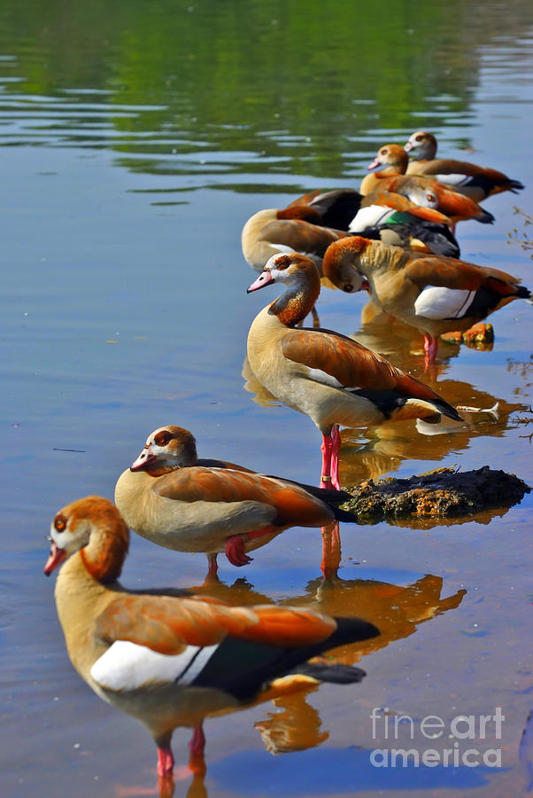 Ducks in a row Photograph by PatriZio M Busnel