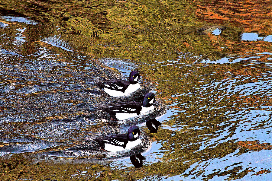 Ducks in a Row Photograph by Peggy Collins