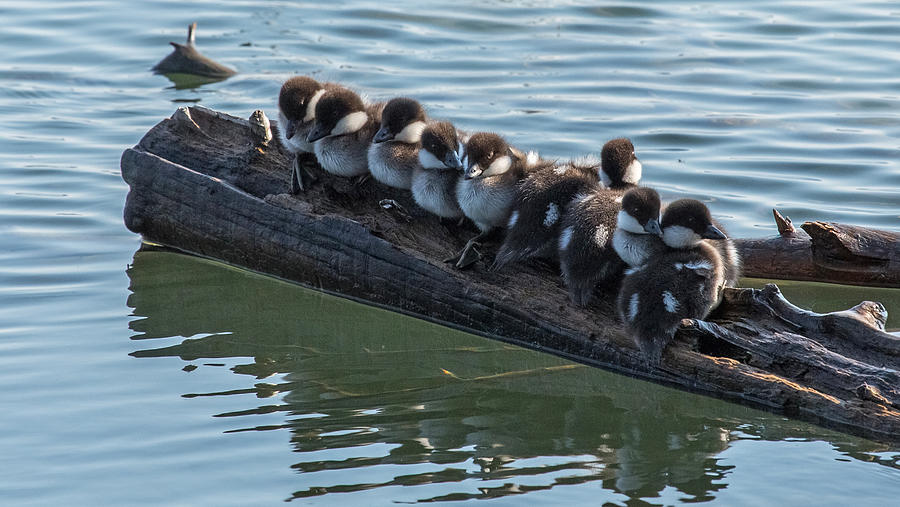 Ducks in a Row Photograph by Sandy Sisti