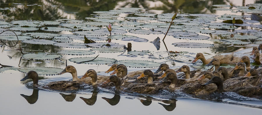 Ducks in a Row Photograph by Sonny Marcyan