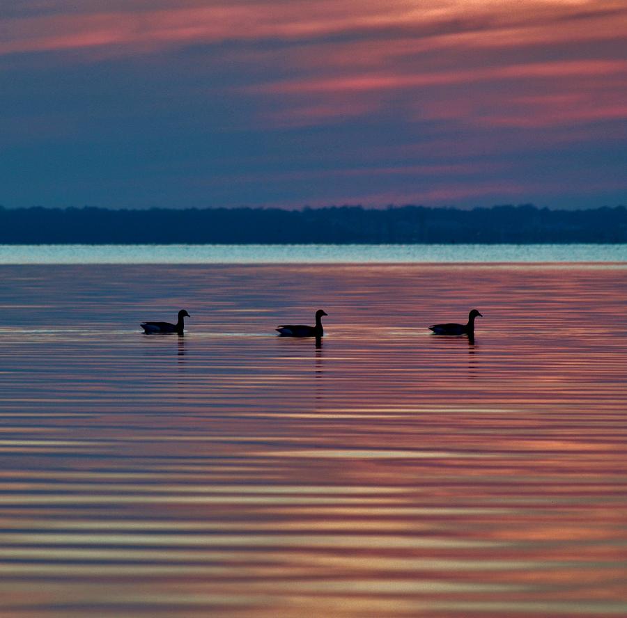 Ducks in a Row Photograph by Billy Beck