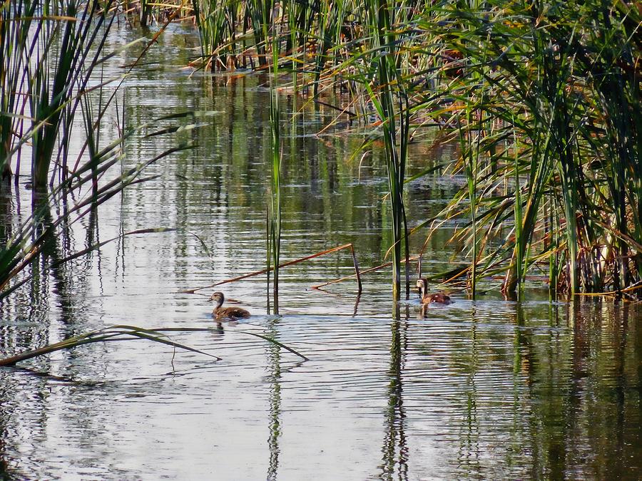 Ducks in a Slough Photograph by Miss Judith - Fine Art America