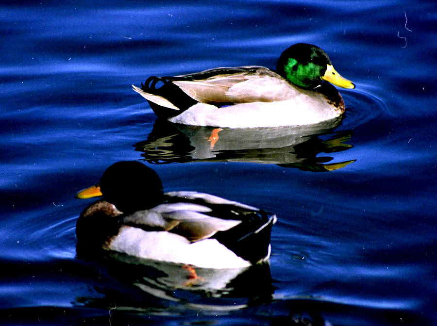 Ducks In Apollo Park Pond. Photograph