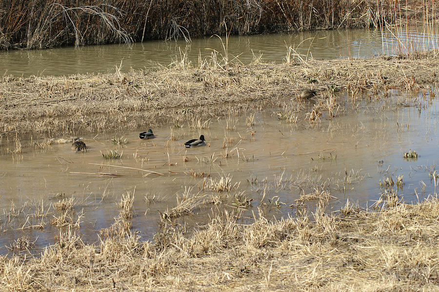 Ducks in Bosque Stream Photograph by James Gay