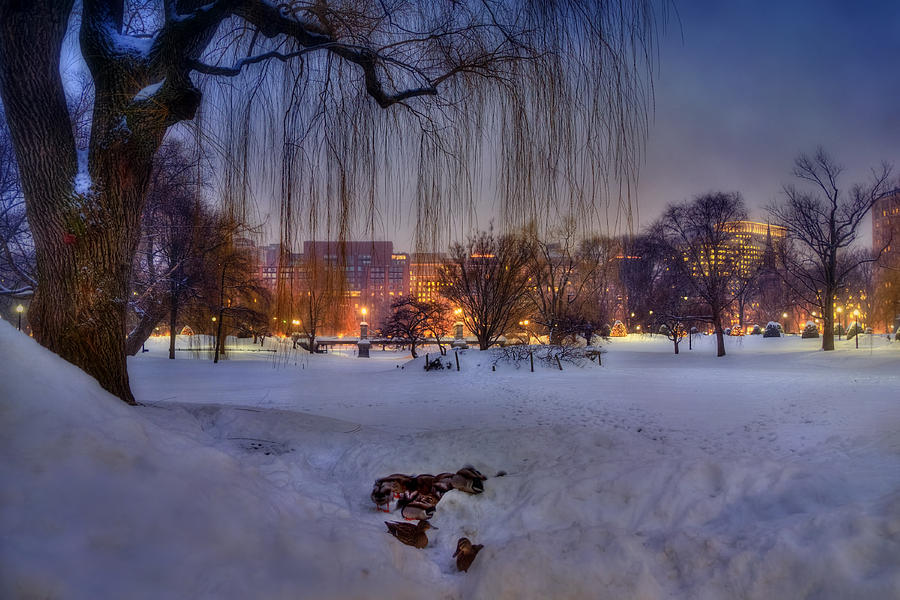 Ducks In Boston Public Garden In The Snow Photograph By Joann Vitali