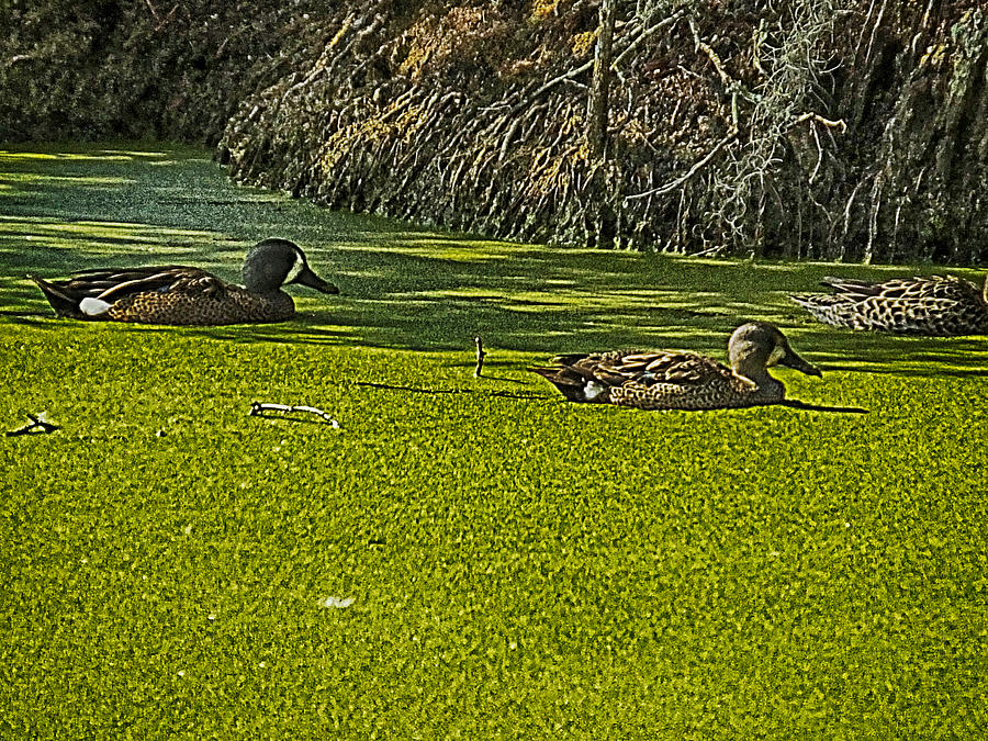Ducks in Duck Weed Photograph by Bill Barber