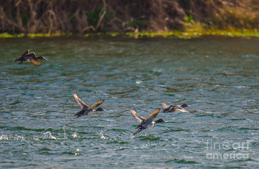 Ducks In Flight Photograph by Dale Powell