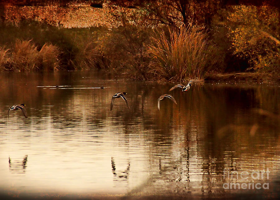 Ducks in Flight Photograph by Norma Warden