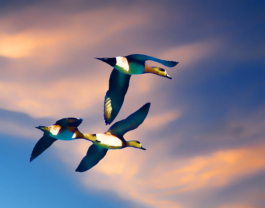Ducks in Flight Photograph by Ron Roberts