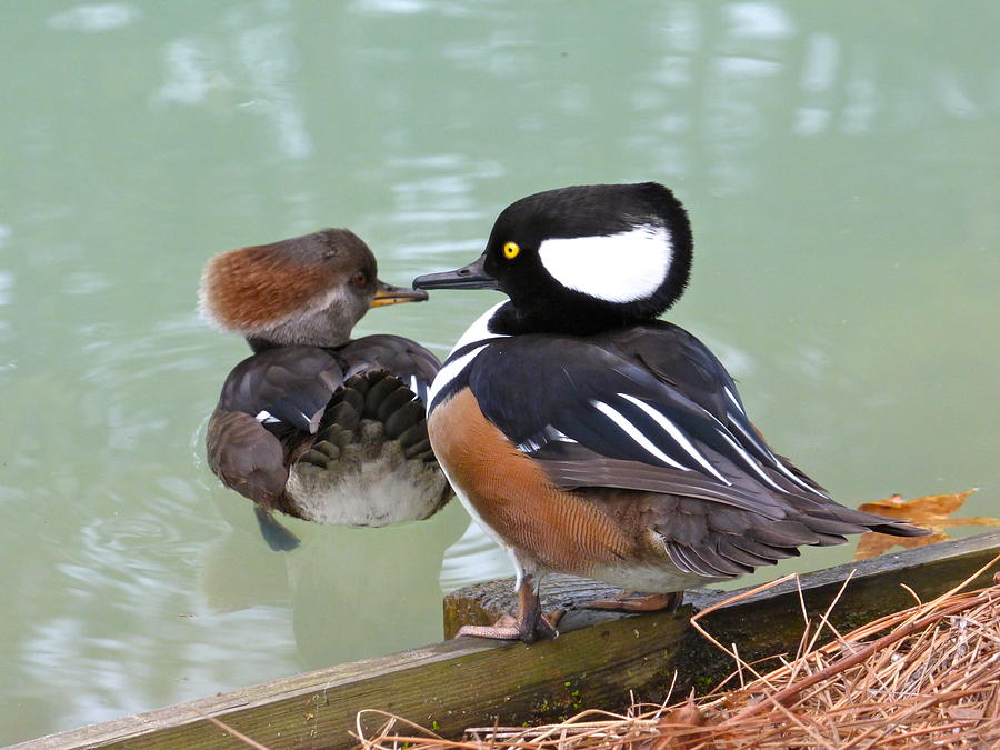 Ducks in Love Photograph by Jean Wright