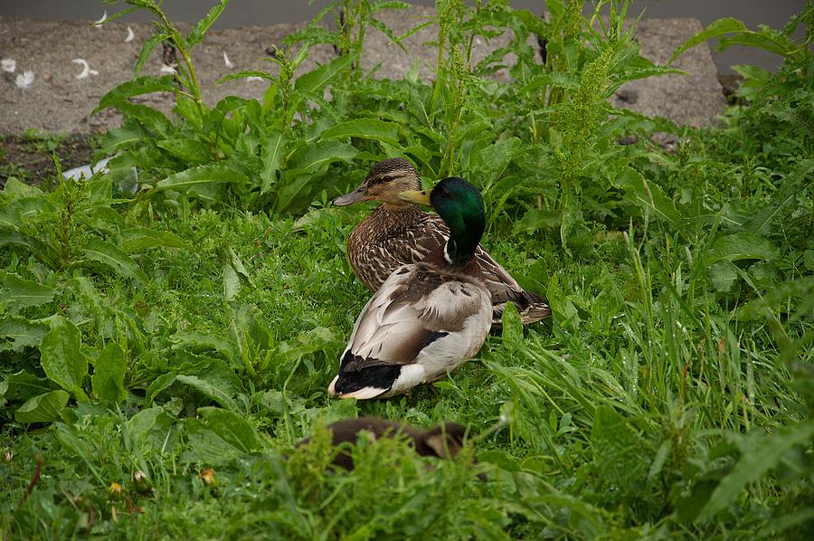 Ducks in Love Photograph by Stig-Ole Skaldeboe