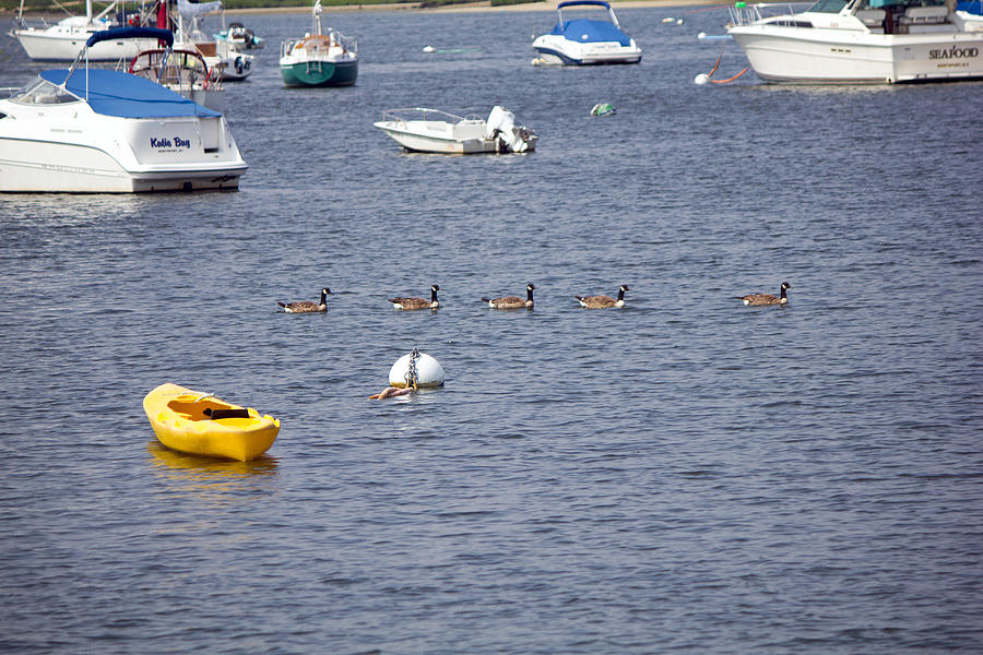 Ducks in Northport Harbor Photograph by Susan Jensen