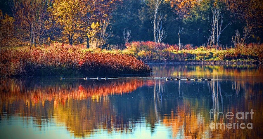 Ducks in Paradise Photograph by Elizabeth Winter