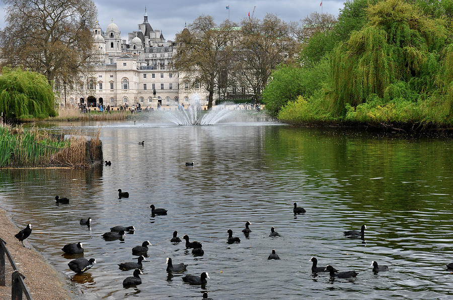 Ducks in St. James Park London Photograph by Diane Lent