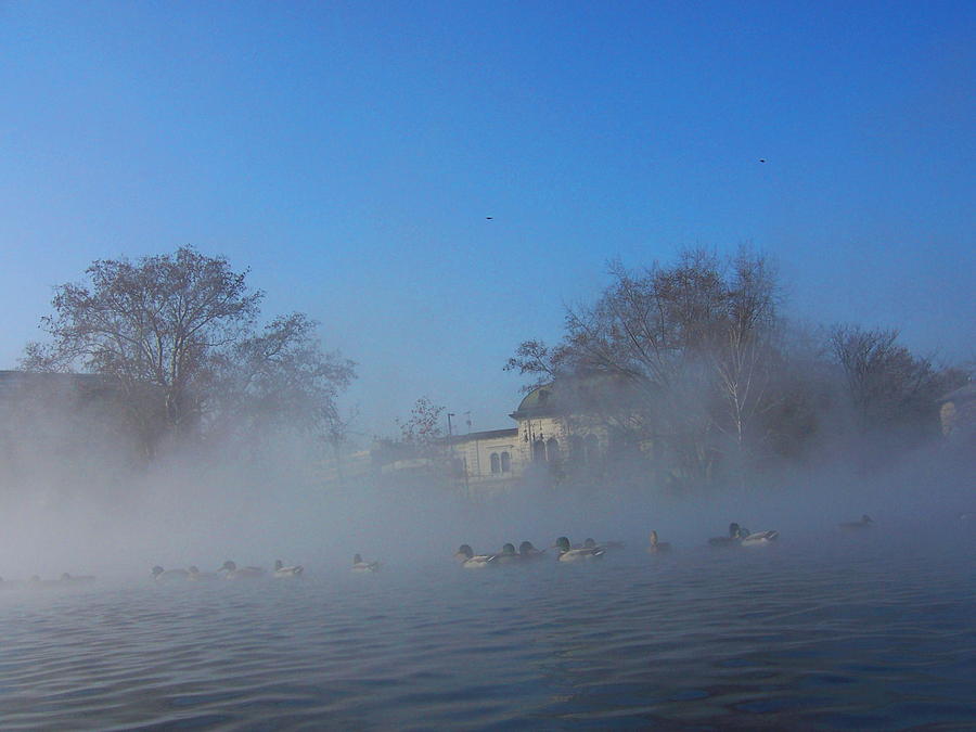 Duck Photograph - Ducks in the fumes  by Lelia Fashion