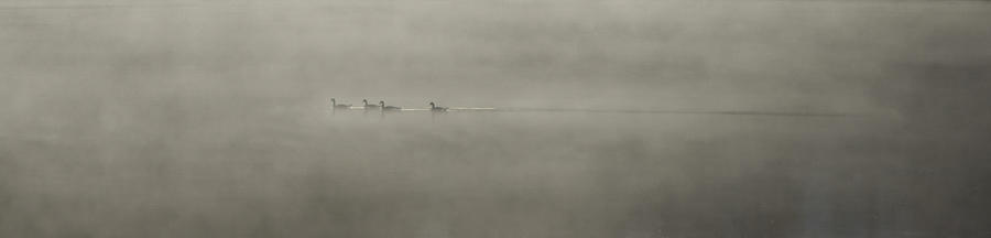 Geese In The Mist Photograph