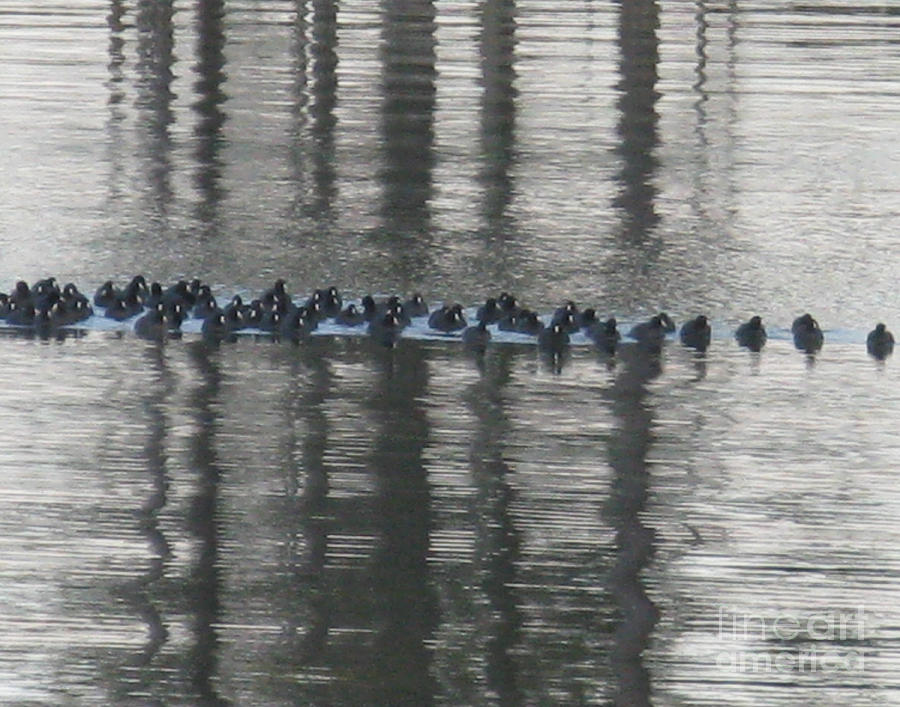 Ducks in Water Photograph by Patricia Januszkiewicz
