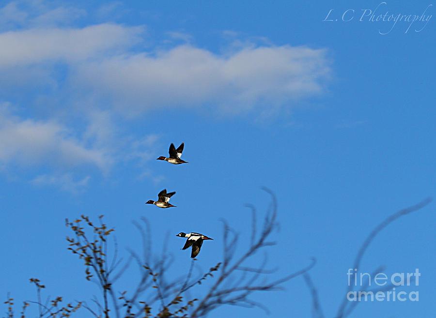 Bird Photograph - Ducks by Leanne Matson