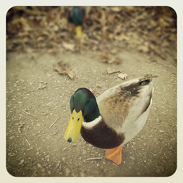 Nature Photograph - #ducks #mallards #birds #animals by Erica Mason