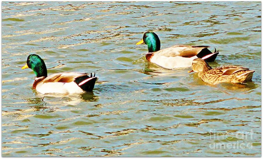 Ducks Digital Art by Meagan Hoelzer | Fine Art America