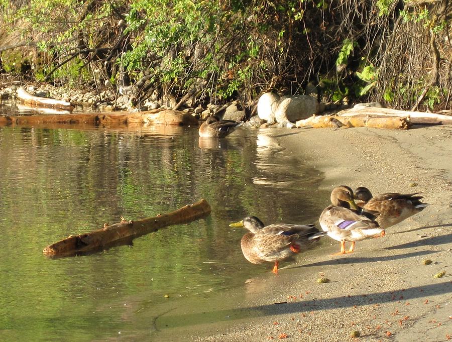 Ducks meet the day... Photograph by Kate Gibson Oswald