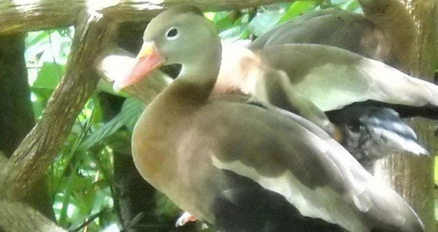 Bird Digital Art - Ducks of Costa Rica by Paul Deforrest