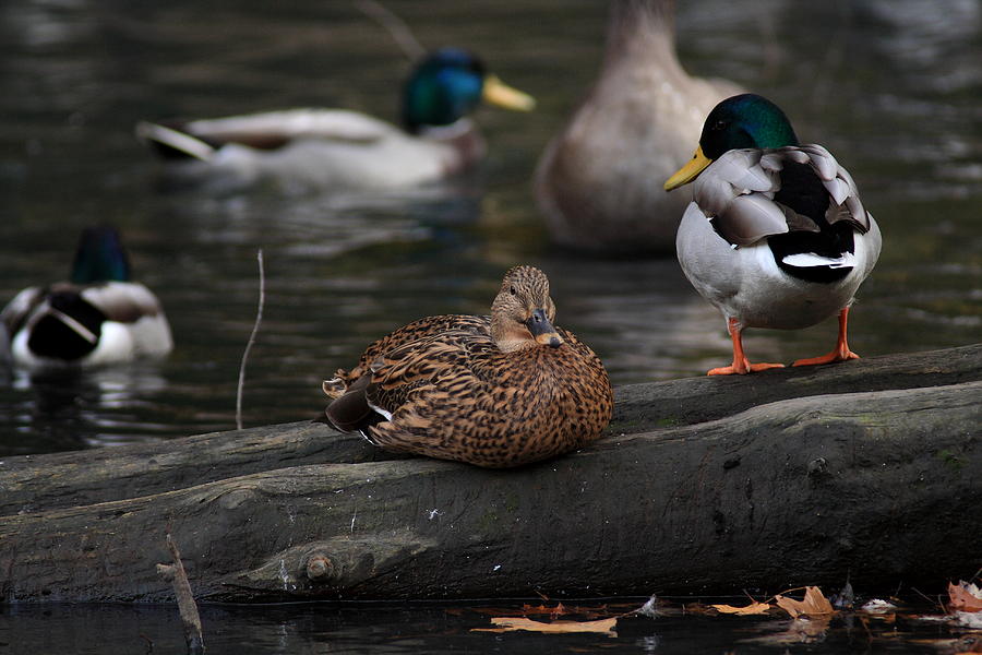 Ducks on a Log Photograph by David Dufresne