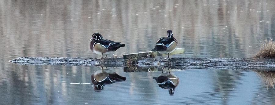 Ducks On A Log Photograph by Randy Hall