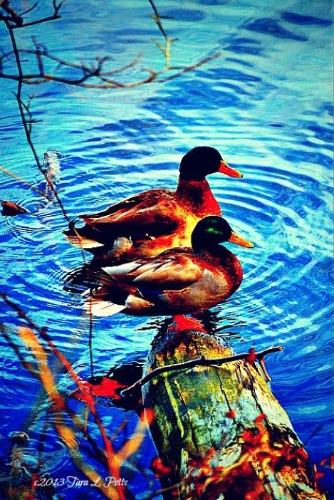 Ducks on a Log Photograph by Tara Potts