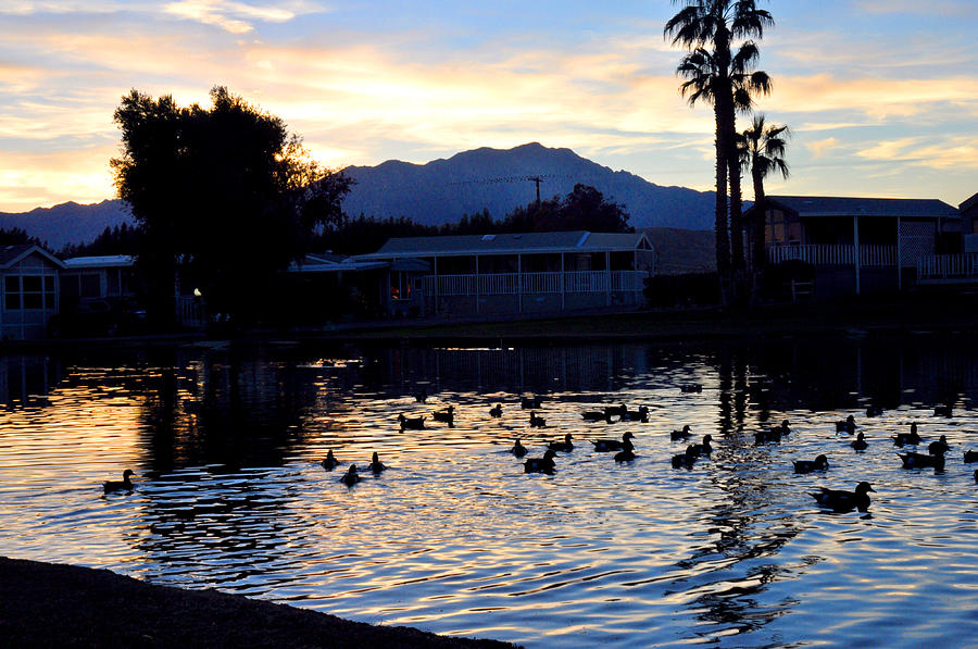 Ducks on a pond at sunset in Sky Valley California Photograph by Diane Lent