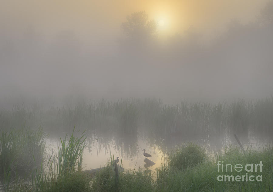 Ducks on a Pond Photograph by Dan Jurak