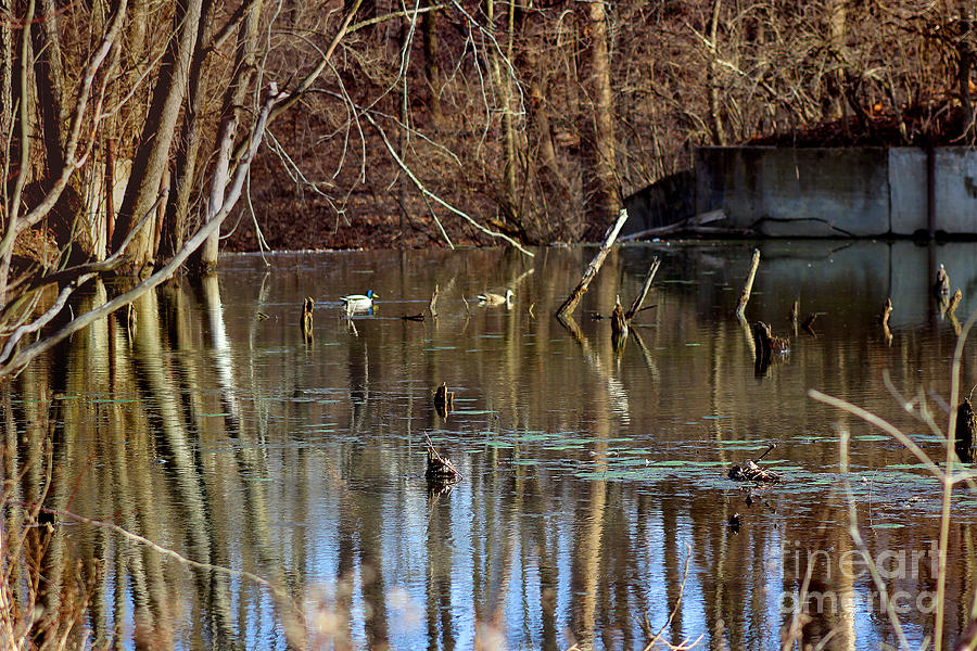 Ducks on a Pond Photograph by Karen Adams