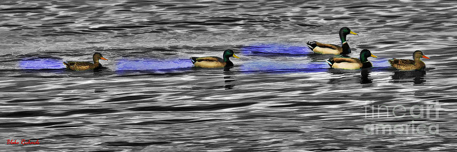 Ducks On Black And White Water  Photograph by Blake Richards