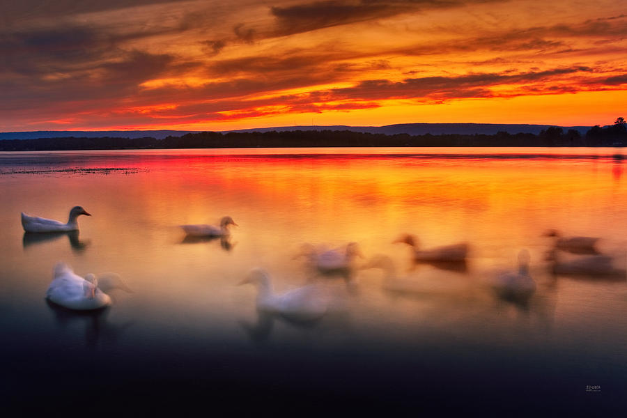 Ducks On Dallas Bay Photograph by Steven Llorca