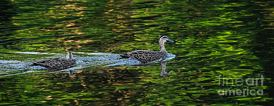 Duck Photograph - Ducks on Green Reflections - Panorama by Kaye Menner