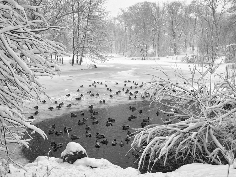 Ducks On Ice Photograph by Cornelis Verwaal